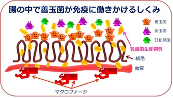 腸の働きかけ仕組み